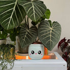Blushiez Philodendron Gloriosum Plushie